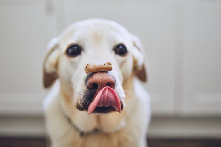 labrador croquettes