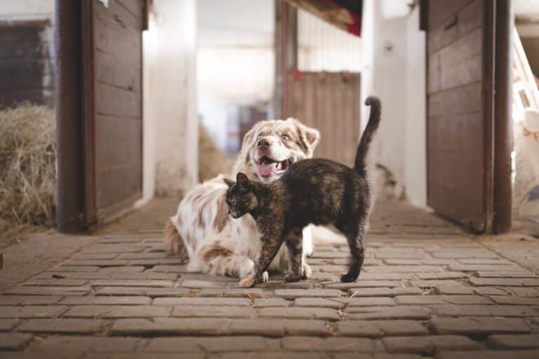chien et chat