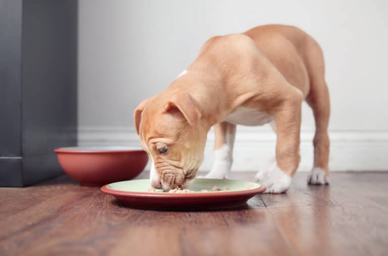 chiot manger croquettes assiette alimentation jeune chien