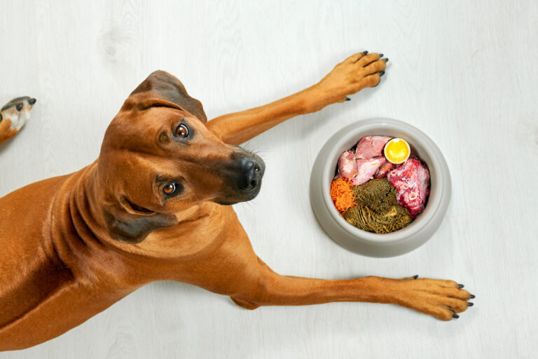repas alimentation chien barf gamelle nourriture