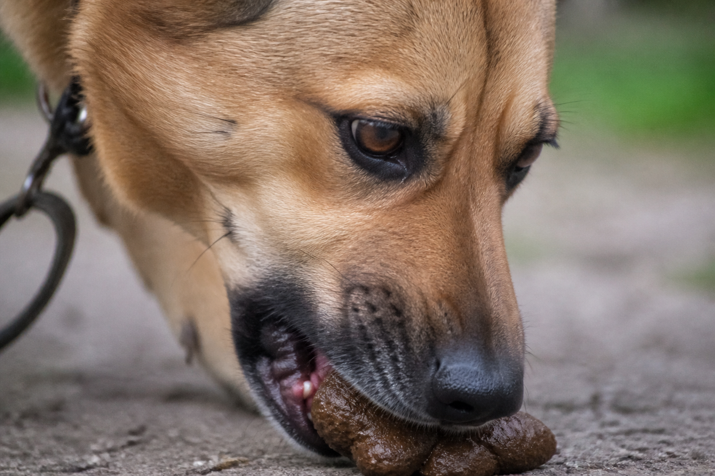 « Je croyais que c&rsquo;était un mauvais réflexe » : pourquoi mon chien se jetait sur les crottes à chaque sortie